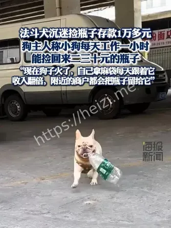 狗狗捡瓶子