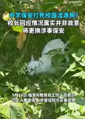 校园流浪狗处置规范