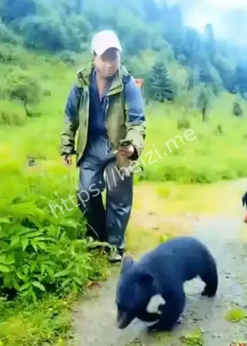 大巴山捡菌遇黑熊