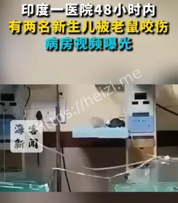 印度医院老鼠咬新生儿事件