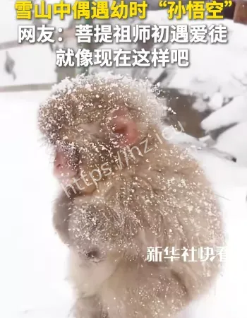 雪山偶遇孙悟空